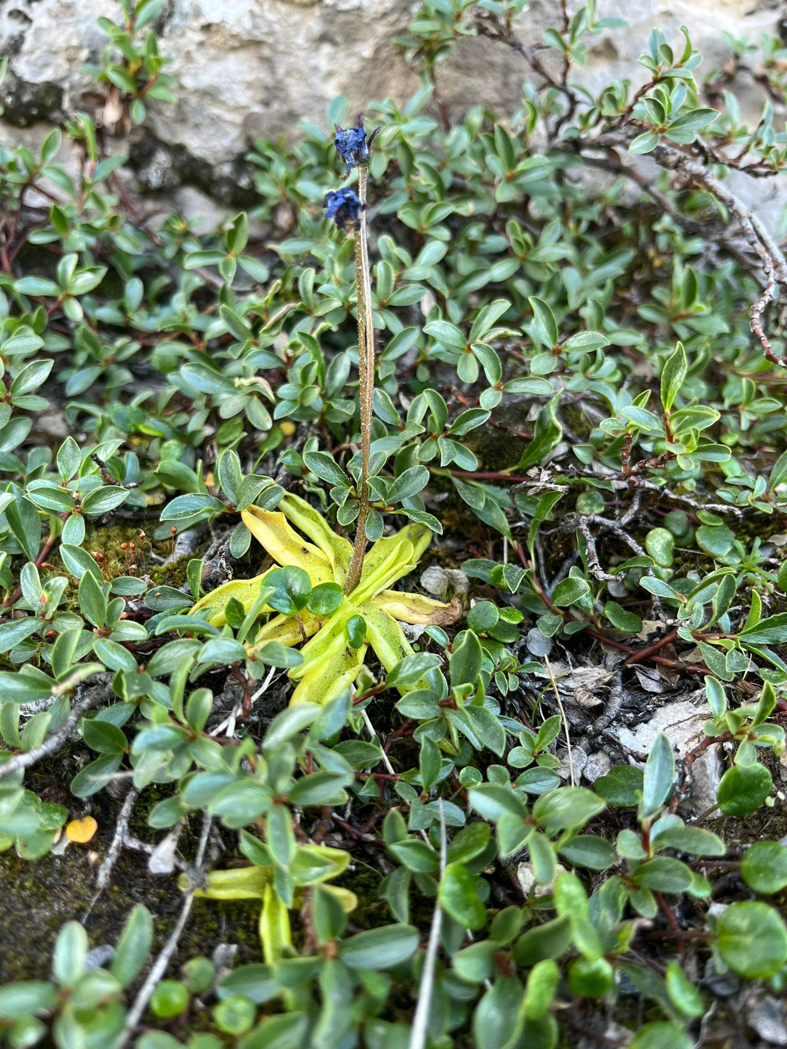 Pinguicula fiorii Tammaro & Pace 4