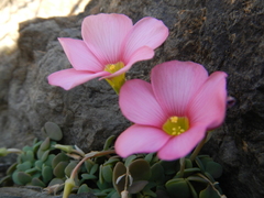 Oxalis convexula
