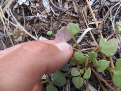 Claytonia rubra