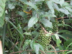 Stachyurus himalaicus