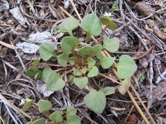 Claytonia rubra