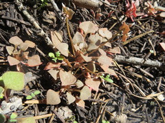 Claytonia rubra