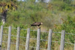 Rostrhamus sociabilis plumbeus