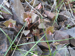 Claytonia rubra