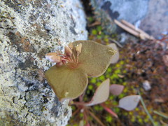 Claytonia rubra