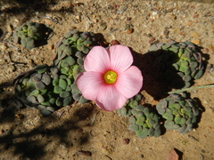 Oxalis convexula