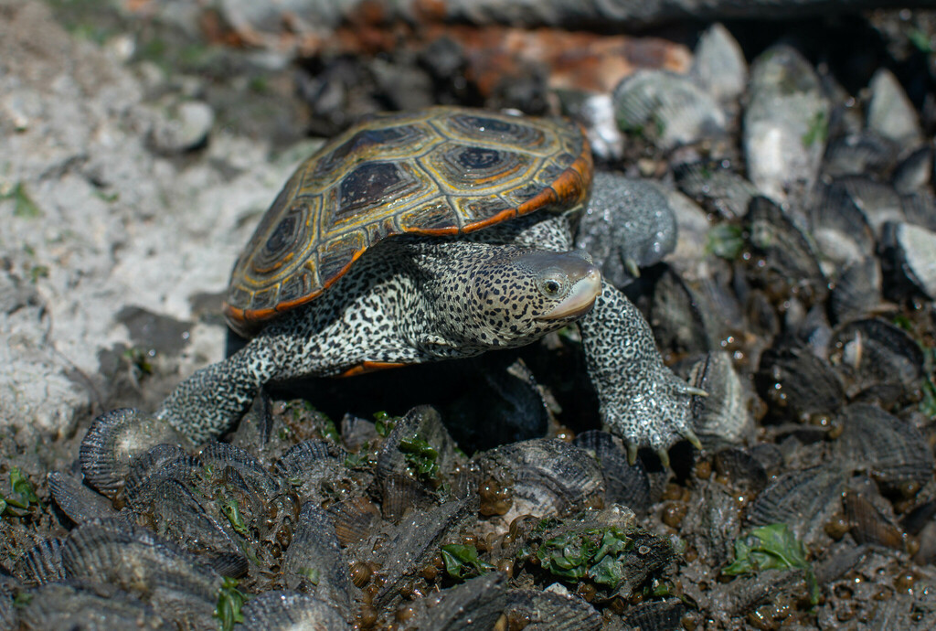 Diamondback Terrapin from Kent County, DE, USA on July 30, 2023 at 03: ...