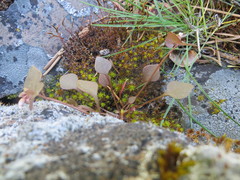 Claytonia rubra