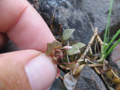 Claytonia rubra
