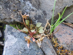 Claytonia rubra