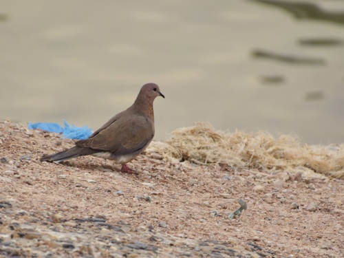 Laughing Dove