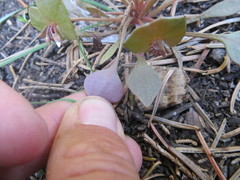 Claytonia rubra