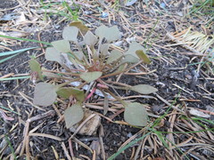 Claytonia rubra