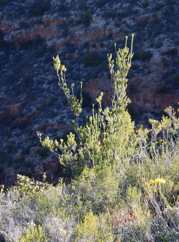 Image of Leucadendron nobile by (c) Tony Rebelo, some rights reserved (CC BY-SA)
