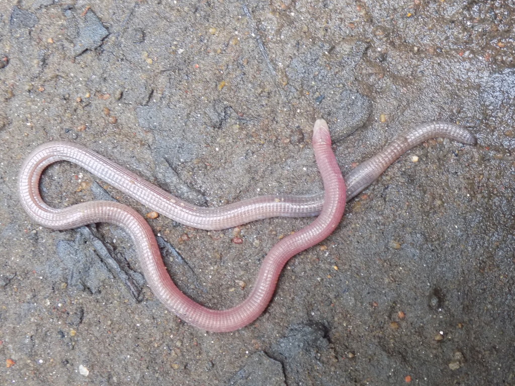 Swynnerton's Worm Lizard