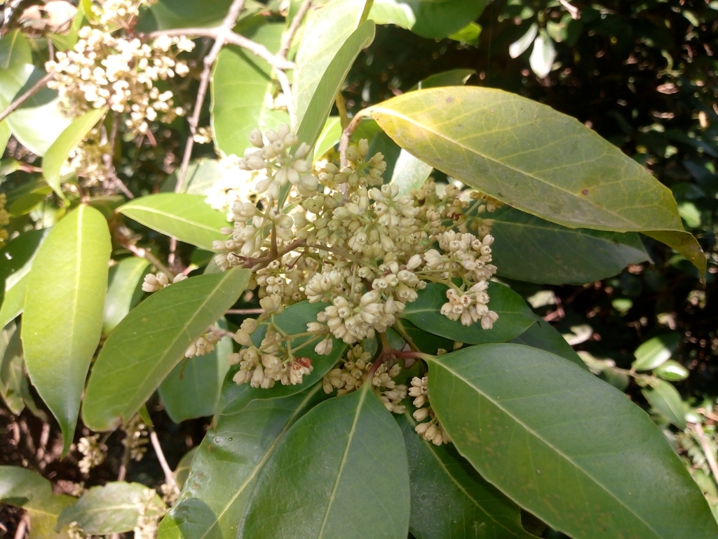 Olea dioica