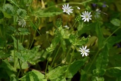 Stellaria bungeana