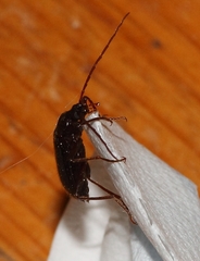 Praeugenini