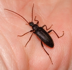 Praeugenini