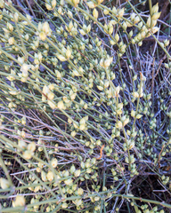 Ephedra torreyana