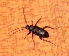 Praeugenini