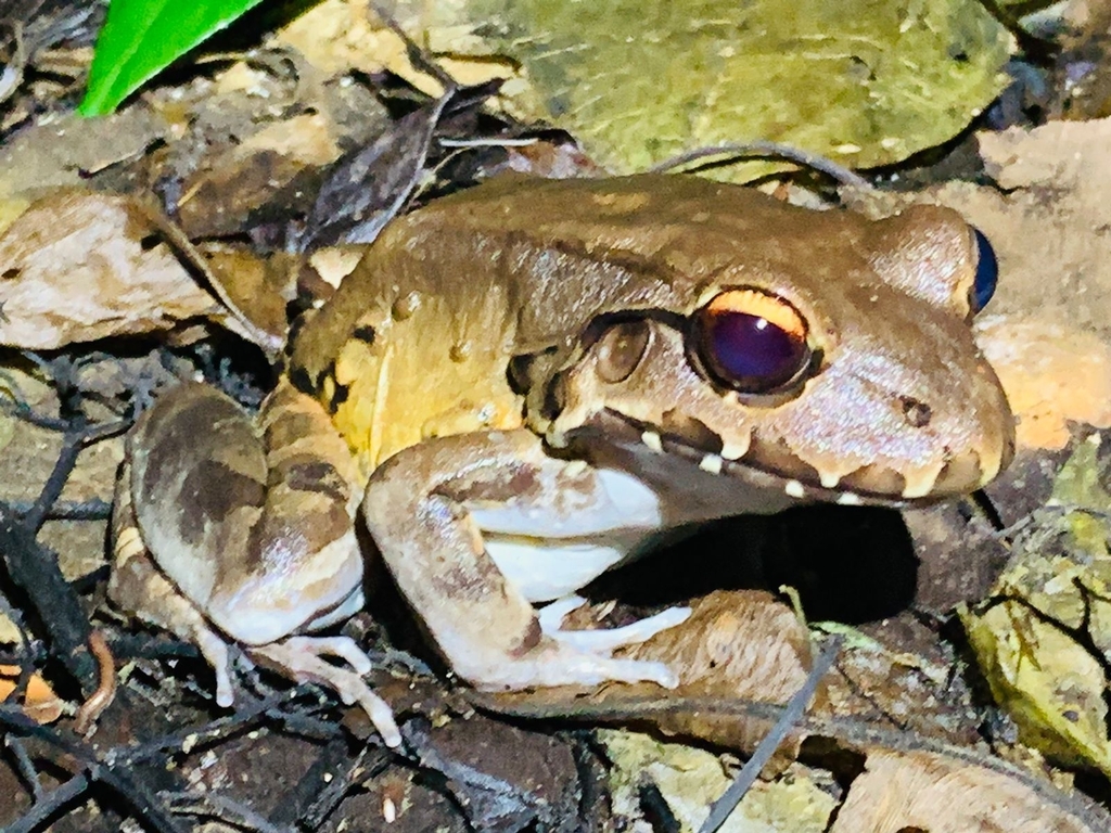 Savage's Thintoed Frog from Río San Juan, Nicaragua on July 29, 2023