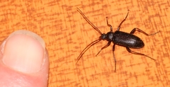 Praeugenini
