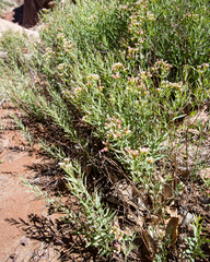 Comandra umbellata pallida