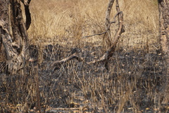 Rhinoptilus chalcopterus image
