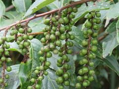 Stachyurus himalaicus