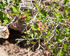 Rhus aromatica simplicifolia