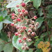 Rubus tephrodes setosissimus - Photo (c) 避暑山莊, algunos derechos reservados (CC BY-NC), subido por 避暑山莊