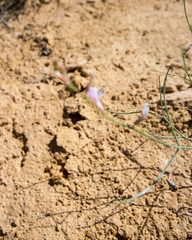 Astragalus episcopus