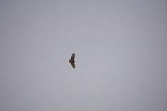 Buteo auguralis