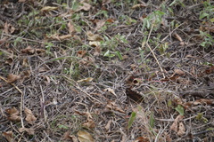 Precis octavia octavia