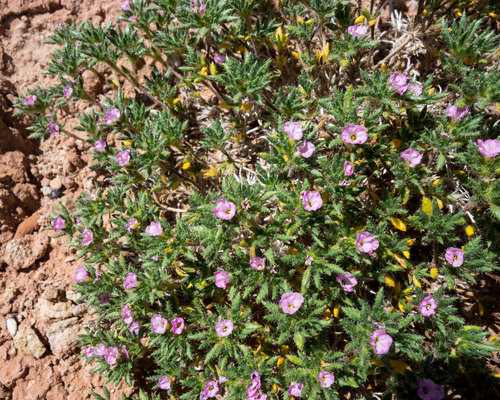 matted crinklemat (Tiquilia latior)