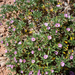 Tiquilia latior - Photo (c) springlake1, alguns direitos reservados (CC BY-NC), uploaded by springlake1