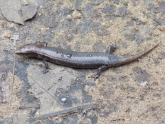 Panaspis wahlbergii