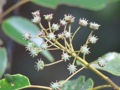 Trochodendron aralioides