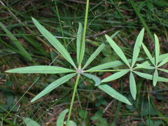 Galium intermedium