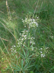Galium intermedium
