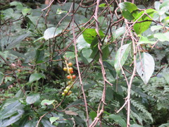 Schisandra arisanensis