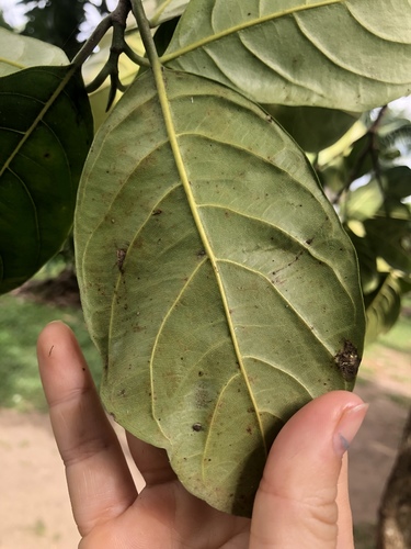 Jackfruit