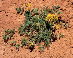 Hoffmannseggia repens