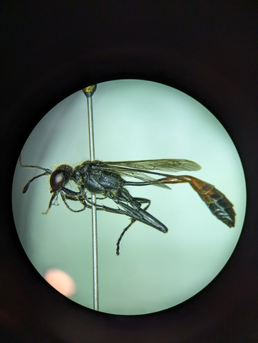 Ammophila azteca photo 3