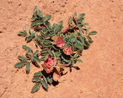 Hoffmannseggia repens