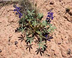 Lupinus pusillus pusillus