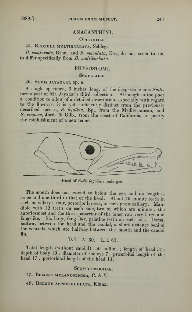 Pacific Barracudina