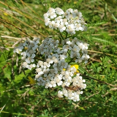 Achillea millefolium image