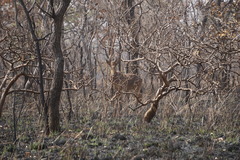 Alcelaphus buselaphus major